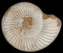 Perisphinctes Ammonite - Jurassic #6868-1